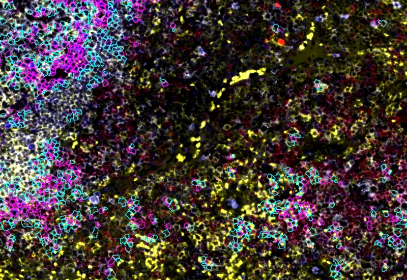 Dynamic Content Image